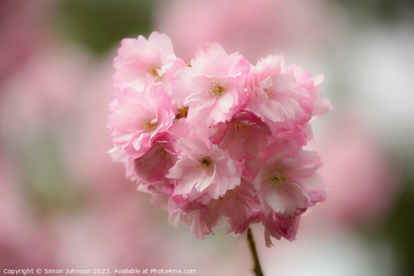 Pimk Cherry Blossom Picture Board by Simon Johnson