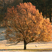Buy canvas prints of autumn tree by Simon Johnson