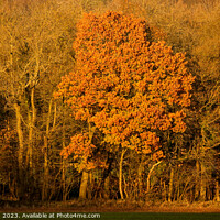 Buy canvas prints of Sunlit tree by Simon Johnson