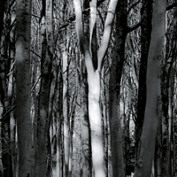 Buy canvas prints of Sunlit Tree by Simon Johnson