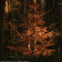 Buy canvas prints of Sunlit Beech Tree by Simon Johnson