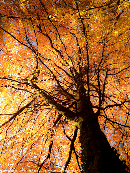 Autumn tree Picture Board by Simon Johnson