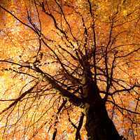Buy canvas prints of Autumn tree by Simon Johnson