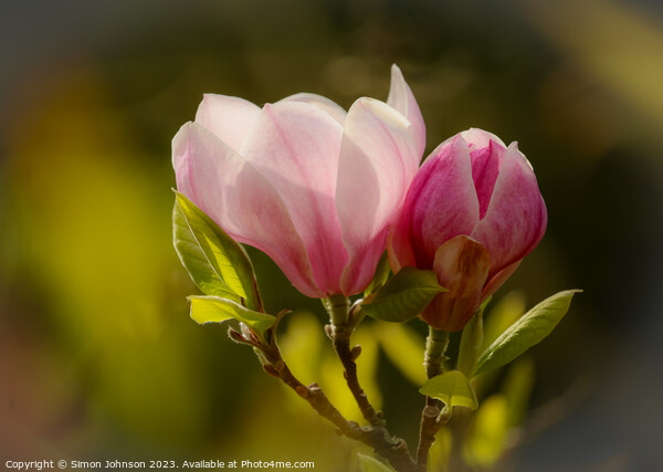 Magnolia flower soft focus Picture Board by Simon Johnson