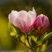 Buy canvas prints of Magnolia flower soft focus by Simon Johnson
