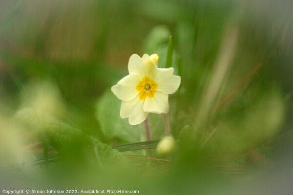 Primrose flower soft focus Picture Board by Simon Johnson