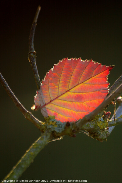 Autumn leaf  Picture Board by Simon Johnson