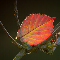 Buy canvas prints of Autumn leaf  by Simon Johnson