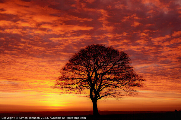 Tree silhouette at sunrise  Picture Board by Simon Johnson