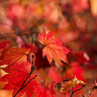 Buy canvas prints of Autumn leaves by Simon Johnson