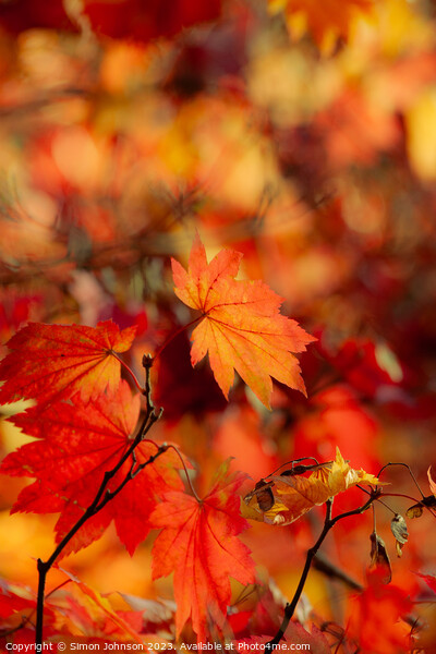 Autumn leaves soft focus Picture Board by Simon Johnson