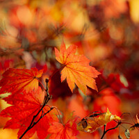 Buy canvas prints of Autumn leaves soft focus by Simon Johnson