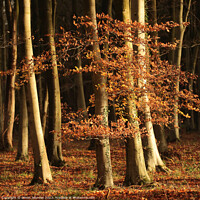 Buy canvas prints of sunlit autumn leaves and woodland by Simon Johnson