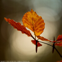 Buy canvas prints of Autumn leaf by Simon Johnson