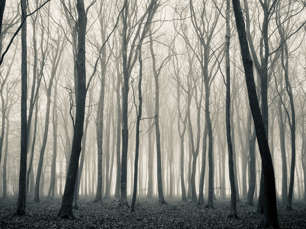 Woodland mist monochrome  Picture Board by Simon Johnson