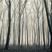 Buy canvas prints of Woodland mist monochrome  by Simon Johnson