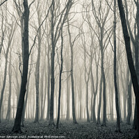Buy canvas prints of Woodland mist monochrome  by Simon Johnson