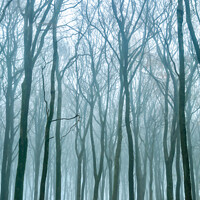 Buy canvas prints of Woodland mist  by Simon Johnson