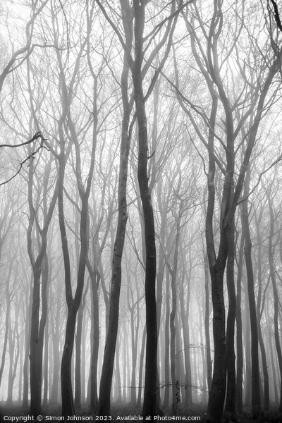 Woodland mist Monochrome  Picture Board by Simon Johnson