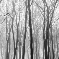 Buy canvas prints of Woodland mist Monochrome  by Simon Johnson