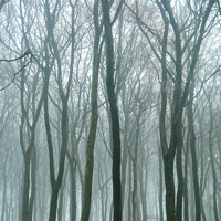 Buy canvas prints of Woodland mist by Simon Johnson