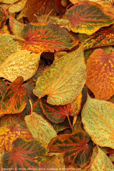Frosted Leaves Picture Board by Simon Johnson