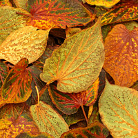 Buy canvas prints of Frosted Leaves by Simon Johnson