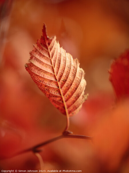 autumn leaf Picture Board by Simon Johnson