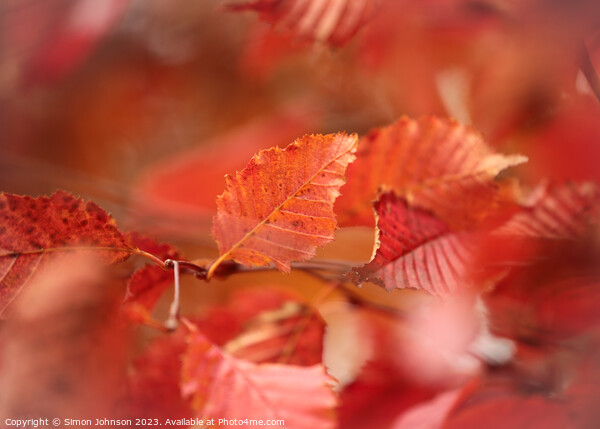 Autumn Leaf Picture Board by Simon Johnson