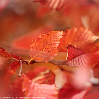 Buy canvas prints of Autumn Leaf by Simon Johnson