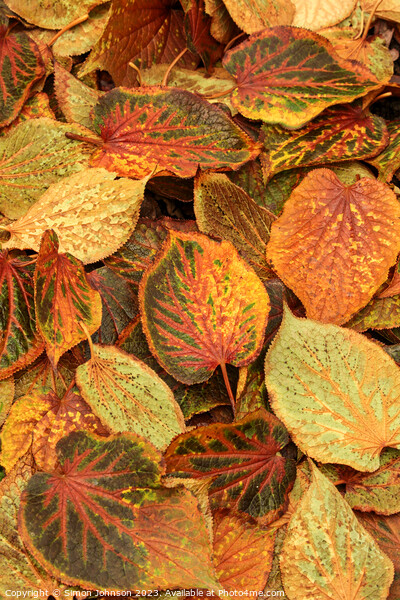Frosted autumn leaves  Picture Board by Simon Johnson