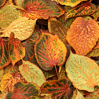 Buy canvas prints of Frosted autumn leaves  by Simon Johnson