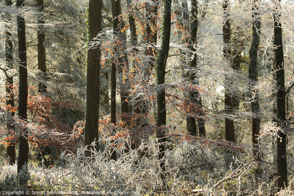 Woodland Hoar frost Picture Board by Simon Johnson
