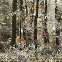 Buy canvas prints of Woodland Hoar frost by Simon Johnson
