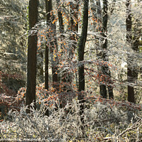 Buy canvas prints of Woodland Hoar frost by Simon Johnson