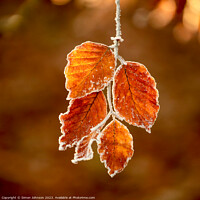 Buy canvas prints of Sunlit frosted autumn leaves  by Simon Johnson