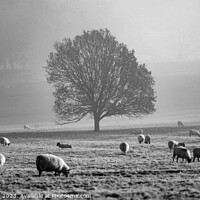 Buy canvas prints of Tree, mist, sheep  by Simon Johnson