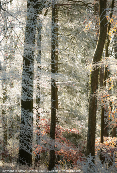 Woodland Hoar frost Picture Board by Simon Johnson