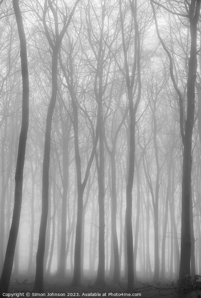  misty woodland soft focus Picture Board by Simon Johnson