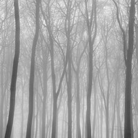 Buy canvas prints of  misty woodland soft focus by Simon Johnson