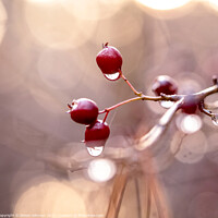 Buy canvas prints of Hawthorn Berries with dew drops by Simon Johnson
