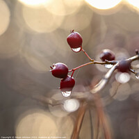Buy canvas prints of hawthorn with dew drops by Simon Johnson