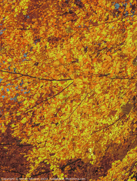 sunlit autumn leaves Picture Board by Simon Johnson