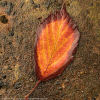 Buy canvas prints of Autumn leaf by Simon Johnson