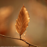 Buy canvas prints of A close up of a bronze leaf by Simon Johnson
