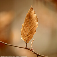 Buy canvas prints of bronze leaf by Simon Johnson