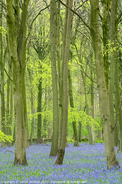 bluebell woodland Picture Board by Simon Johnson