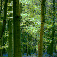 Buy canvas prints of Bluebell woodland  by Simon Johnson
