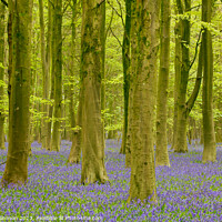 Buy canvas prints of  bluebell woodland by Simon Johnson