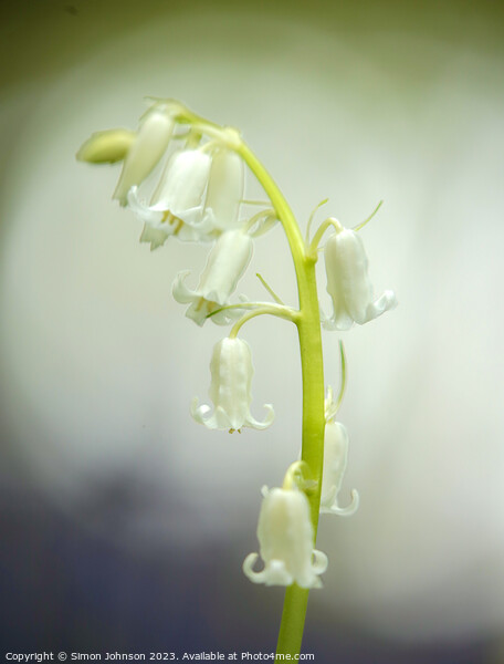 A close up of a white bell flower Picture Board by Simon Johnson
